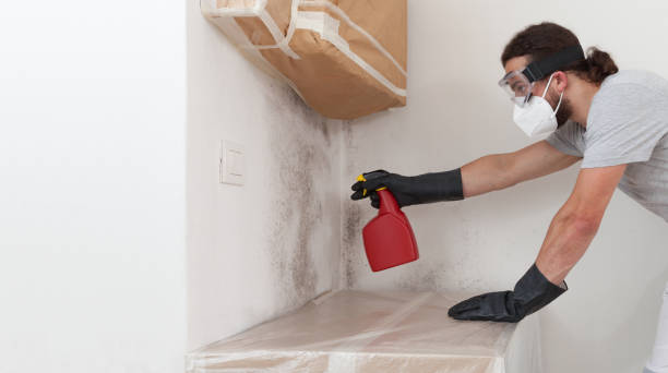 Professional Black Mold Remediation technician working in Hume, VA