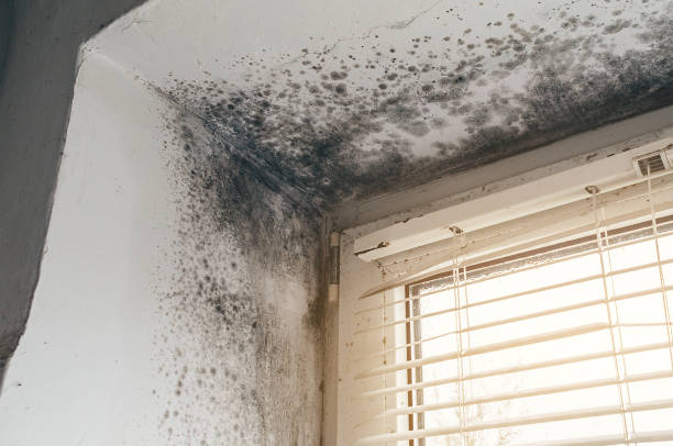 Affordable Black Mold Remediation solutions in Hume, VA