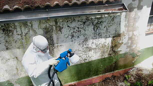 Top rated local Black Mold Remediation specialists in Hume, VA